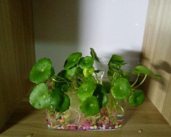 銅錢草水培怎么固定根，，擇一些小花石置于水瓶底部(美觀固定)