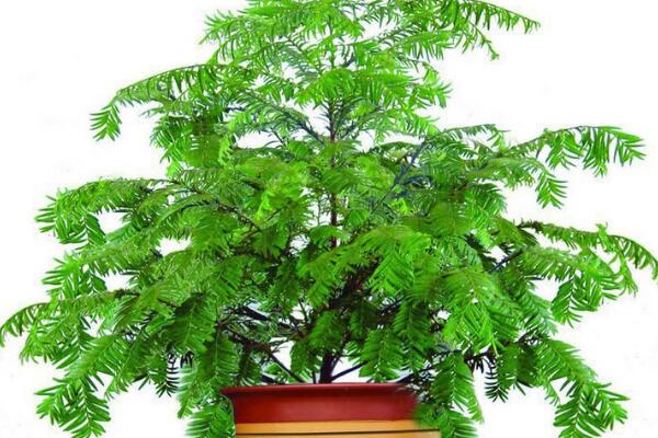 室內(nèi)養(yǎng)殖紅豆杉的方法，家庭養(yǎng)殖紅豆杉的五個要點