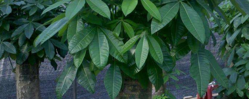 發(fā)財樹怎么移栽