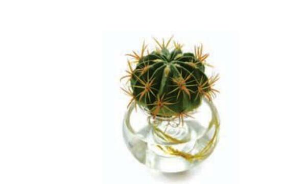 水培仙人球怎么養(yǎng)，教你六個最好步驟快速生根(7天)
