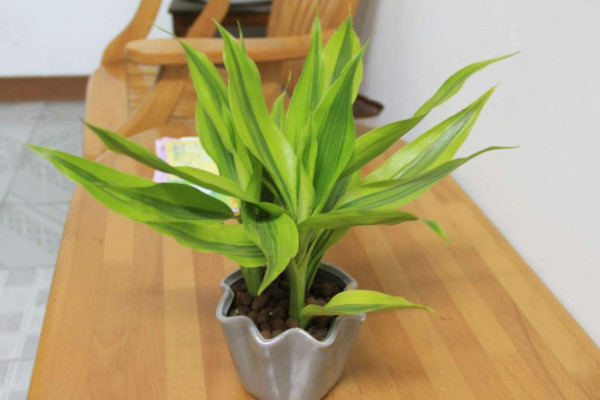 水養(yǎng)富貴竹葉子發(fā)黃怎么辦