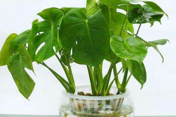 龜背竹可以扦插水培嗎，龜背竹水培扦插方法