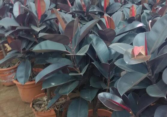 橡皮樹怎么換盆，教你四個(gè)簡(jiǎn)單易學(xué)的方法