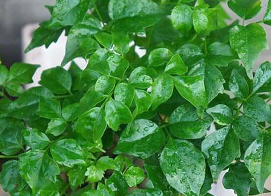 幸福樹(shù)的養(yǎng)殖方法，老農(nóng)教你八大基本養(yǎng)殖方法