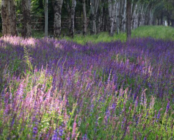 薰衣草與鼠尾草的區(qū)別，教你四種方法可變成火眼金睛