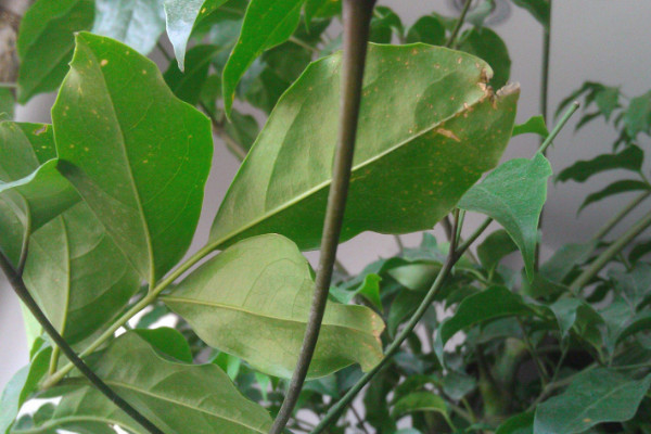 幸福樹葉子耷拉怎么辦，增光/通風(fēng)/控溫/殺蟲除菌