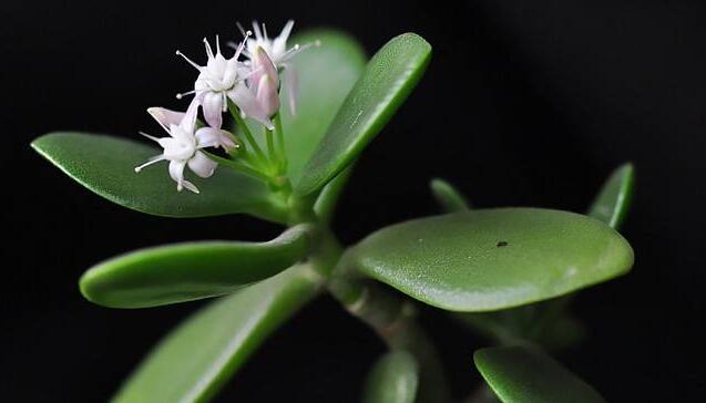 燕子掌植物怎么養(yǎng)，適宜的土壤和水份最關(guān)鍵