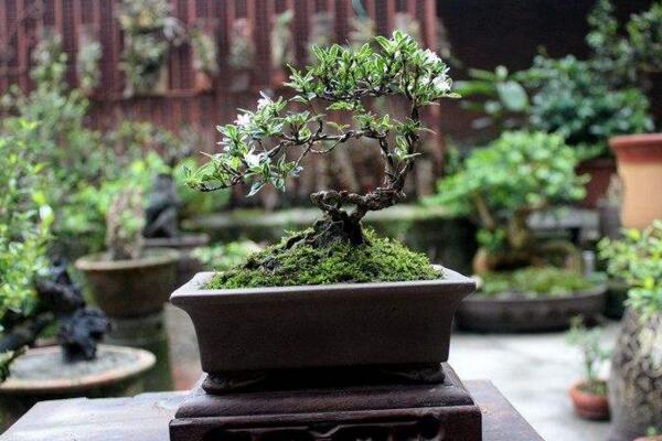 六月雪盆景造型圖解，造型固然重要剪后養(yǎng)護(hù)也不可忽視