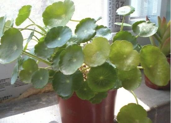 銅錢(qián)草葉子邊緣干枯，銅錢(qián)草葉子發(fā)黃怎么辦