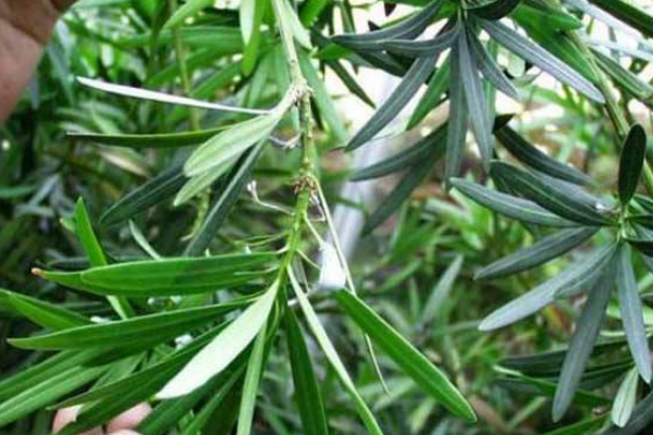 日本羅漢松的養(yǎng)殖方法，四個要點教你養(yǎng)日本羅漢松