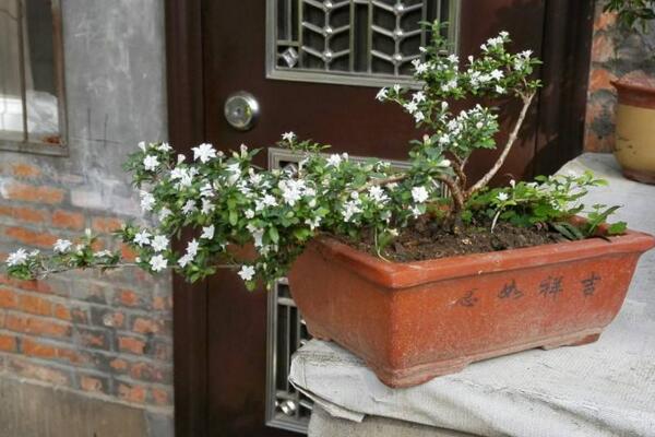 六月雪開花時間，每年的5-7月開花（6月開的最旺）