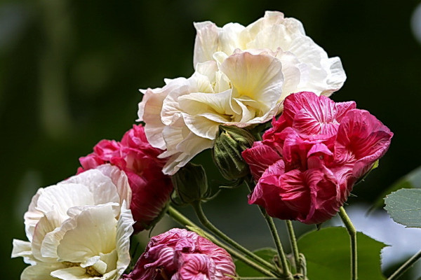 芙蓉花春天會(huì)發(fā)芽嗎