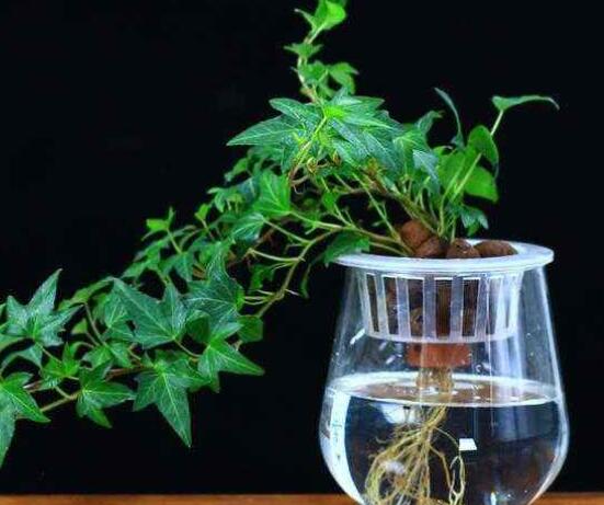 常春藤水培怎么生根快，教你六大方法快速生根