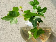 常春藤怎么水培，勤換水并且第一次要澆透營養(yǎng)液