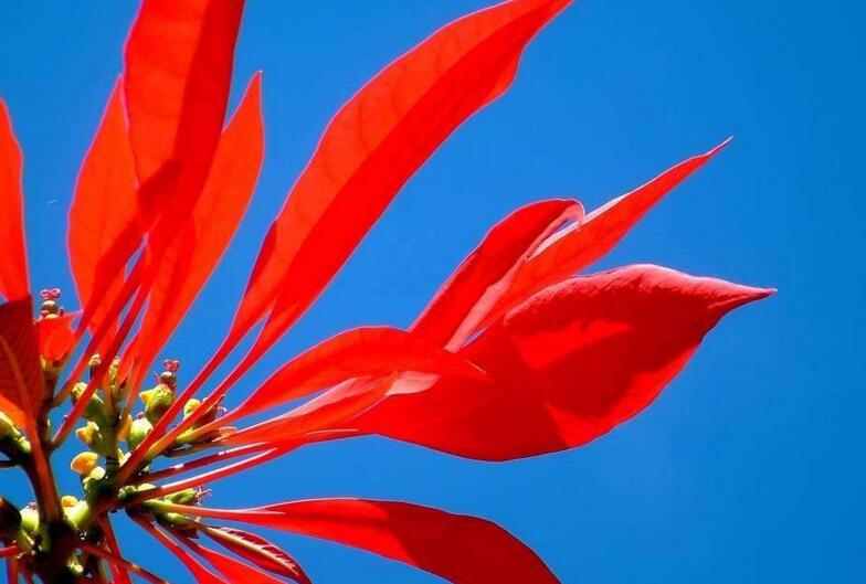 一品紅的寓意，象征冬日中的暖陽