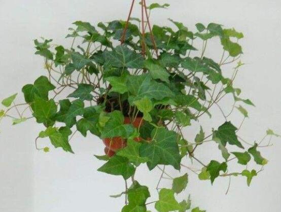 常春藤干枯了還會(huì)活嗎，干枯后存活四種解決辦法