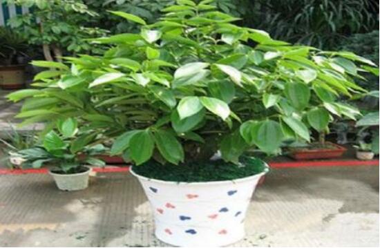 平安樹為什么不發(fā)新芽，三種原因以及解決方法