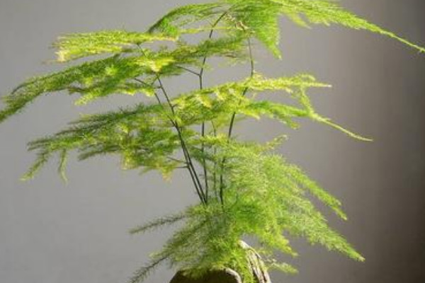 云松開花是什么預(yù)兆