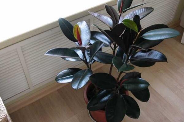 橡皮樹的養(yǎng)殖方法，保證植株生長的5大要點