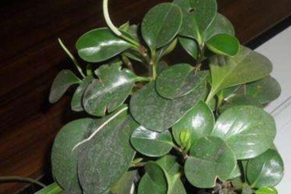 碧玉葉子發(fā)黃怎么回事