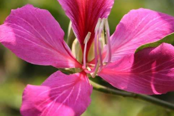 紫荊花秋季開花是怎么樣的