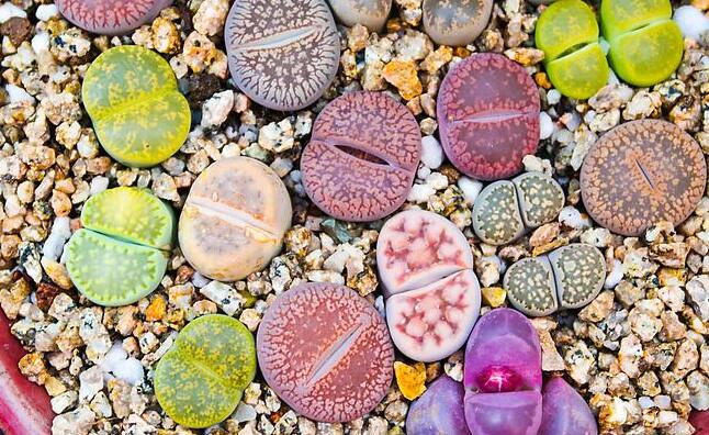 生石花怎么澆水，根據(jù)土壤的干濕程度來衡量澆水程度