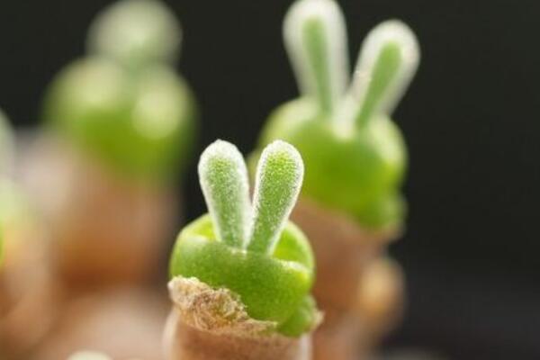 碧光環(huán)怎么養(yǎng)，碧光環(huán)的養(yǎng)殖5大要點