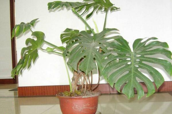 龜背竹氣根水培會發(fā)芽嗎，氣根植入水中可促進植株的生長