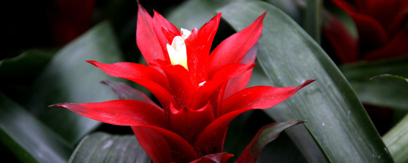 鴻運(yùn)當(dāng)頭花喜陰還是喜陽(yáng)