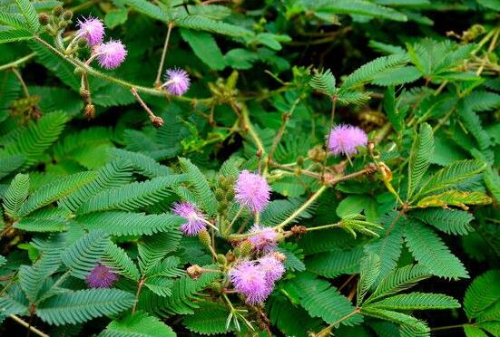 含羞草有毒嗎可以碰嗎，毒性比較輕微/盡量別長時間接觸