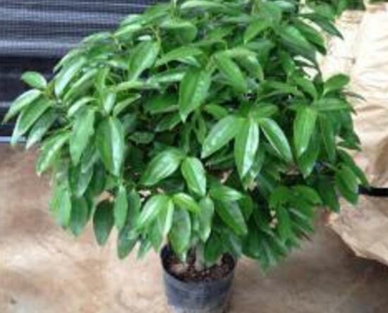 平安樹爛根怎么辦，平安樹爛根處理方法