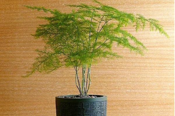 文竹怎么養(yǎng)才能更旺盛，提供充足散射光及時施肥