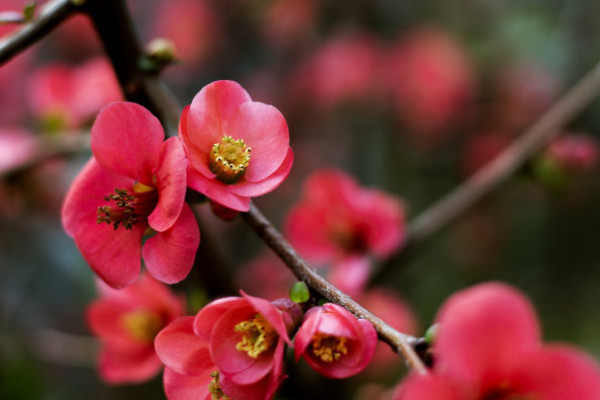 海棠花冬天在室外可以養(yǎng)嗎