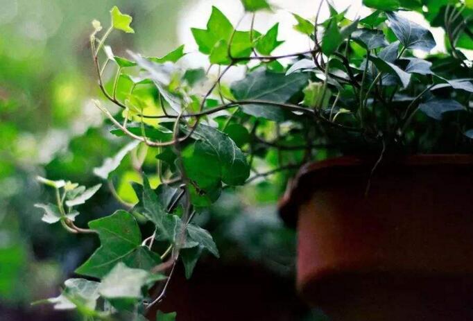 常春藤的作用，綠化環(huán)境凈化空氣