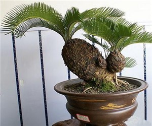 適當(dāng)切除鐵樹花序