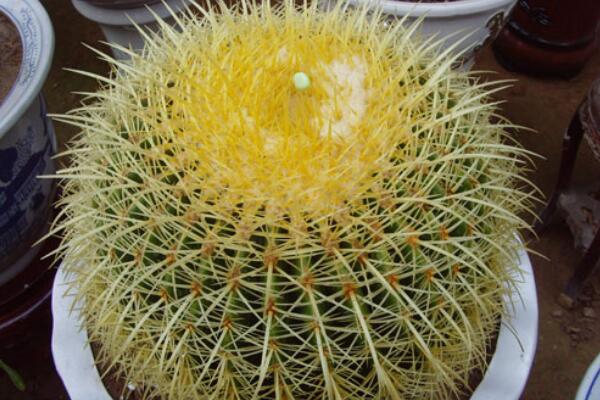 仙人球能放在臥室嗎，帶刺的植物不宜放臥室/放陽臺(tái)或者辦公室較好