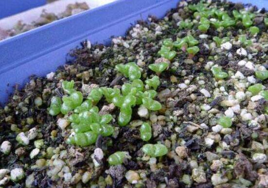 多肉碧光環(huán)種子種植，老農(nóng)總結(jié)最簡(jiǎn)單易學(xué)六點(diǎn)基本步驟