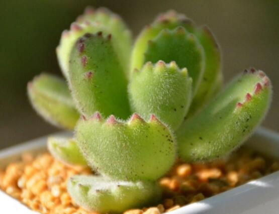 熊童子開花要施肥嗎，施以磷鉀肥為主/35度以上停止施肥