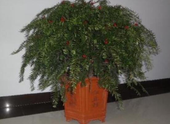 紅豆杉適合室內(nèi)養(yǎng)嗎，具有凈化空氣、延年益壽作用