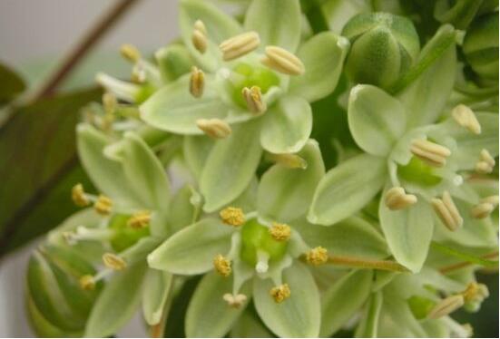 欣賞好看的萬年青圖片，枝葉青翠、紅如珊瑚、艷似瑪瑙