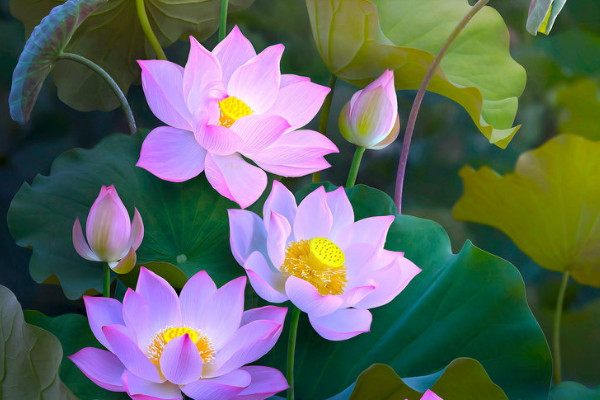 荷花喜陰還是喜陽(yáng)