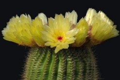 仙人球花的藥用價值，清熱解毒、行氣止痛、還能降血壓