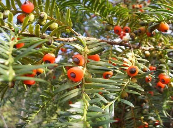 紅豆杉扦插繁殖方法，做好這五大方法便可生根發(fā)芽