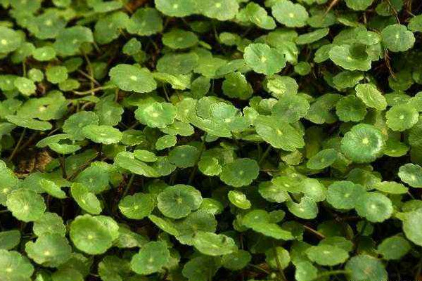 金錢草和車前草的區(qū)別