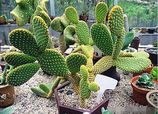 仙人掌適合在室內(nèi)種植嗎，吸收二氧化碳、釋放氧氣/天然氧吧