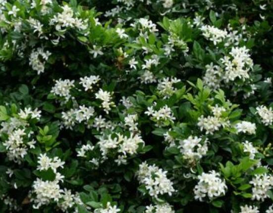 九里香盆景修剪，老農(nóng)總結(jié)四大基本步驟(摘心/摘芽/修枝/摘葉)