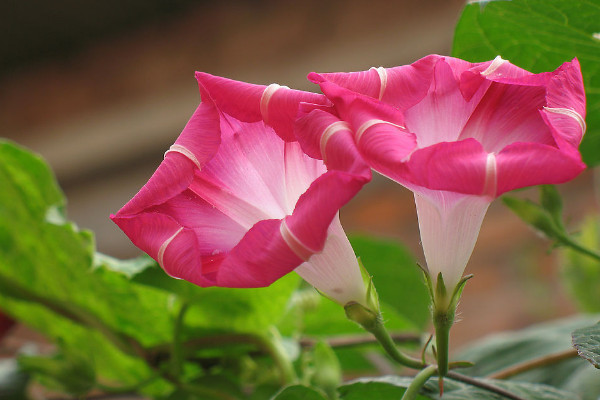 牽?；ㄩL得高是因為什么