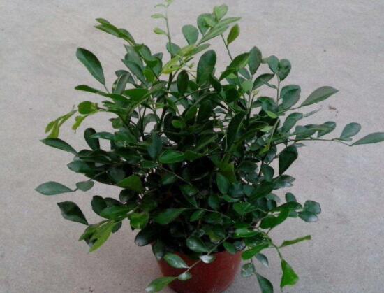 九里香剪枝后多久開花，春季修剪最佳/百天后花開爆盆