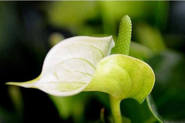 一帆風(fēng)順花可以放在臥室里嗎，可以放在臥室但要注意幾點(diǎn)