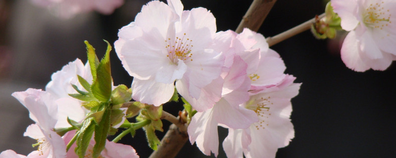 櫻花秋天會(huì)不會(huì)落葉